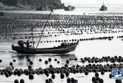 辽宁长海：海洋牧场收获忙